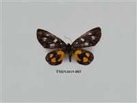 藏品(夜蛾647)的圖片